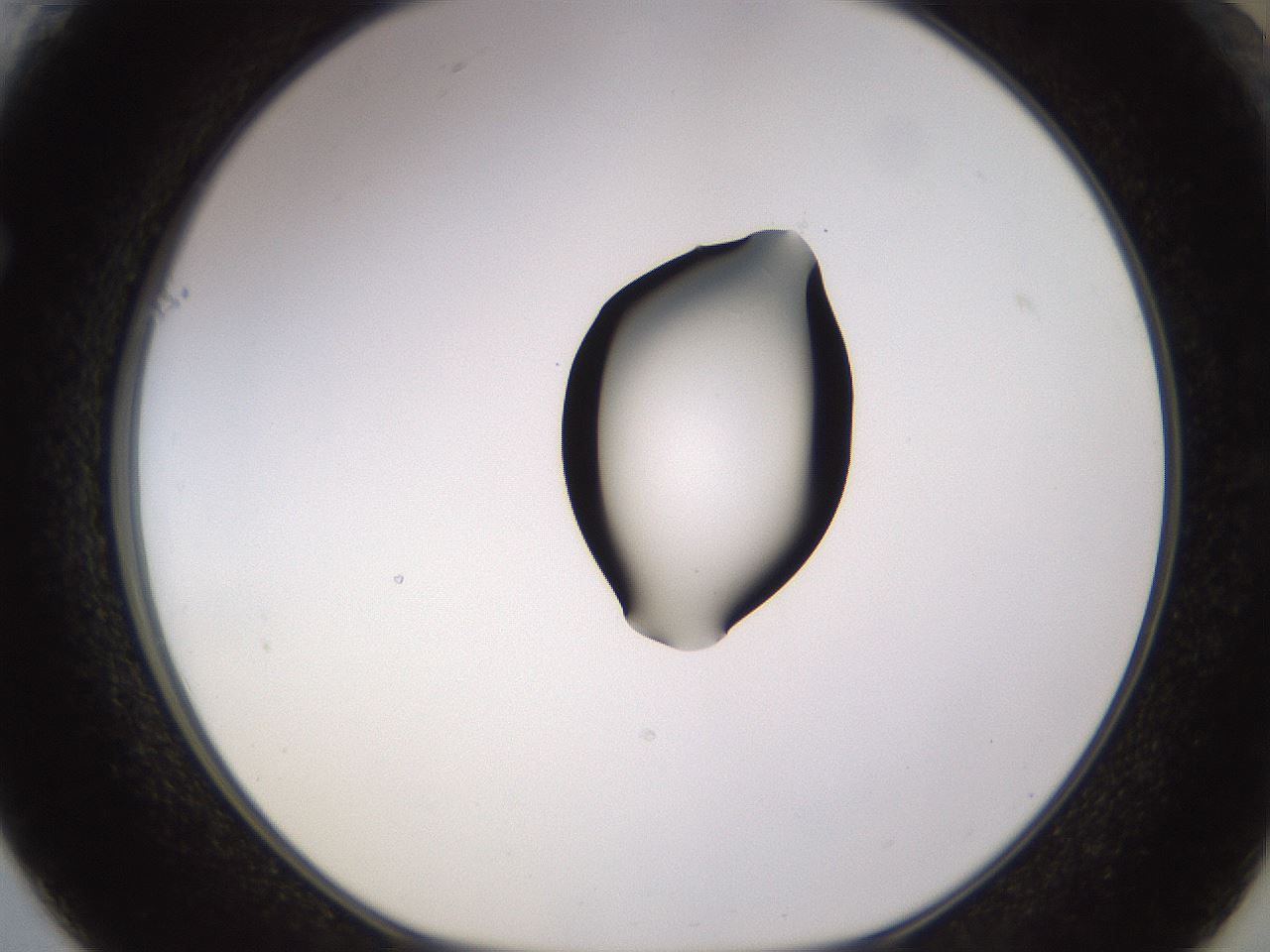 folderID565_plateID1565_batchID6312_wellNum61_profileID1_d1_r102156_ef.jpg