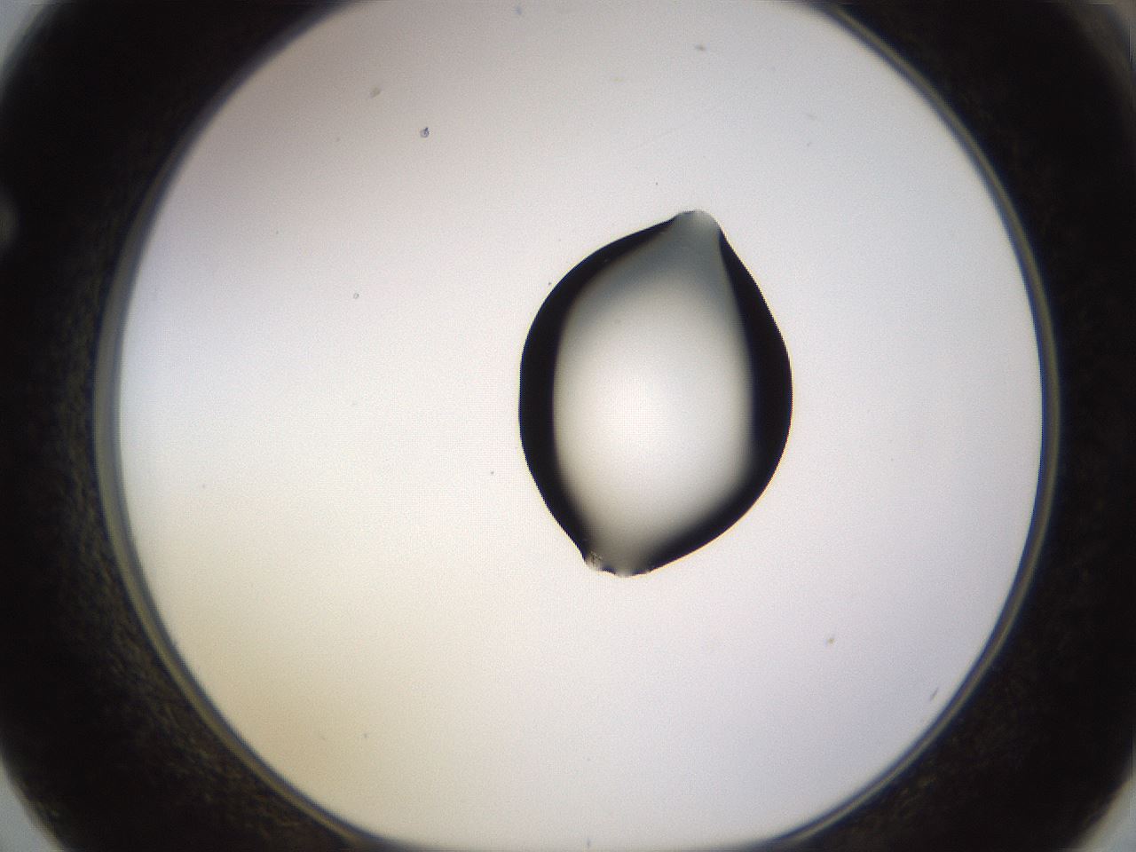 folderID565_plateID1565_batchID6312_wellNum62_profileID1_d1_r102158_ef.jpg