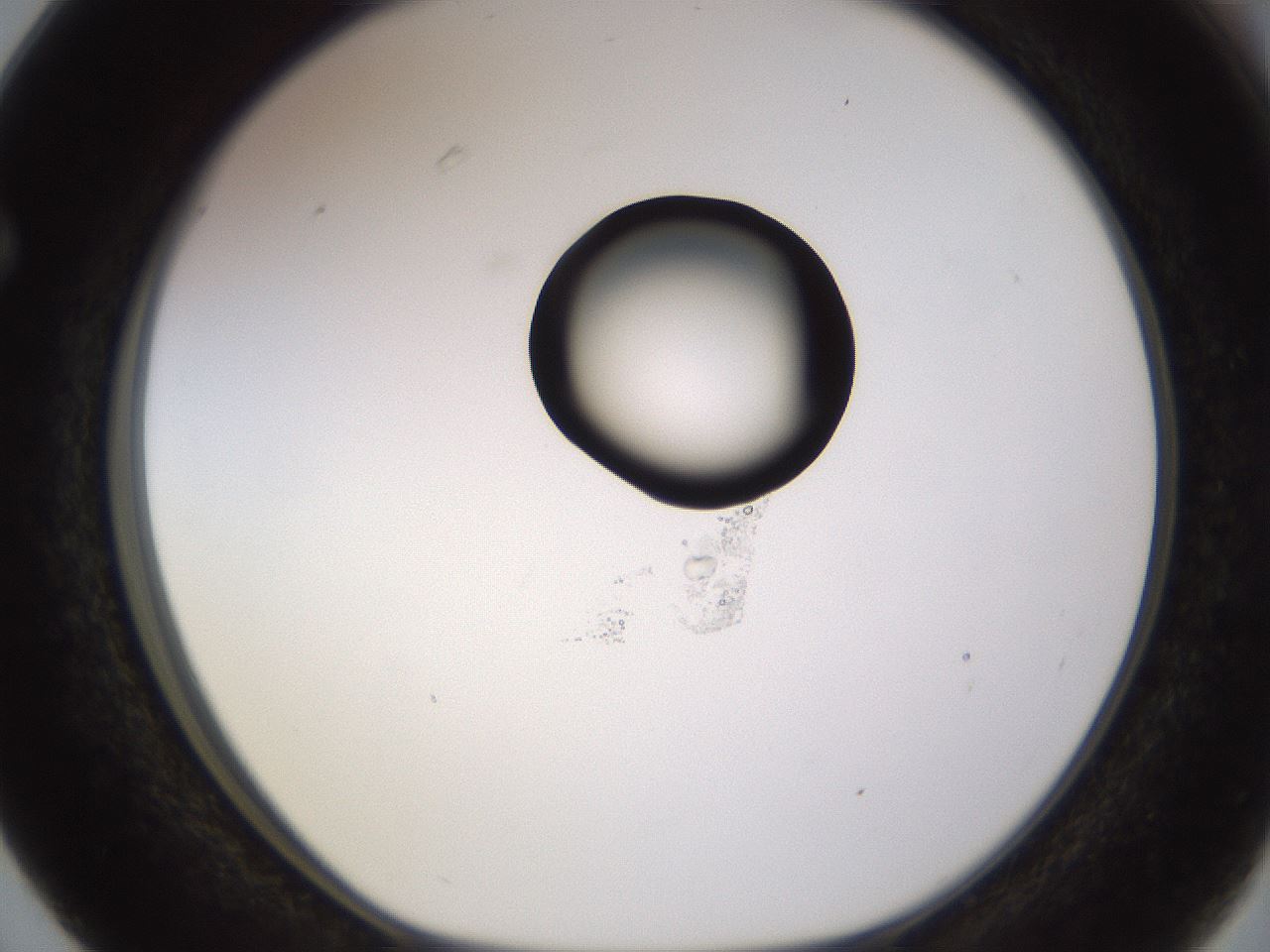 folderID565_plateID1565_batchID6312_wellNum63_profileID1_d1_r102160_ef.jpg