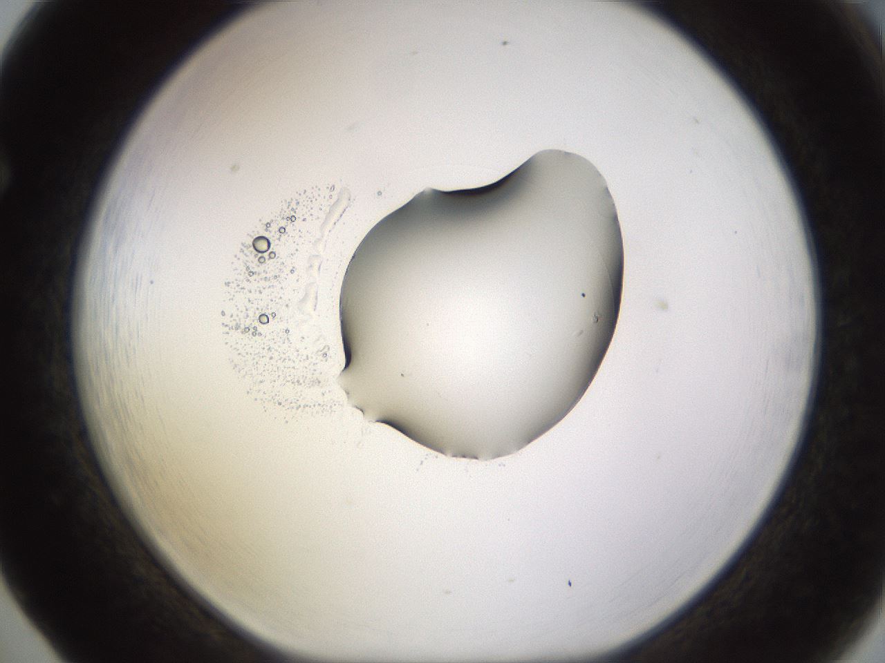 folderID565_plateID1565_batchID6312_wellNum65_profileID1_d1_r102164_ef.jpg
