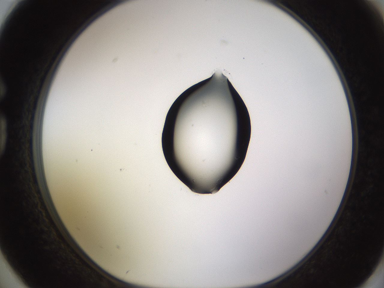 folderID565_plateID1565_batchID6312_wellNum74_profileID1_d1_r102182_ef.jpg