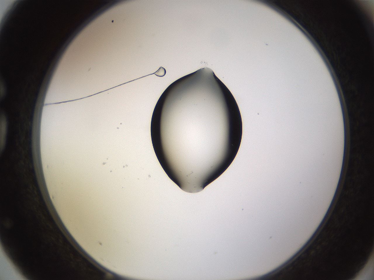 folderID565_plateID1565_batchID6312_wellNum75_profileID1_d1_r102184_ef.jpg