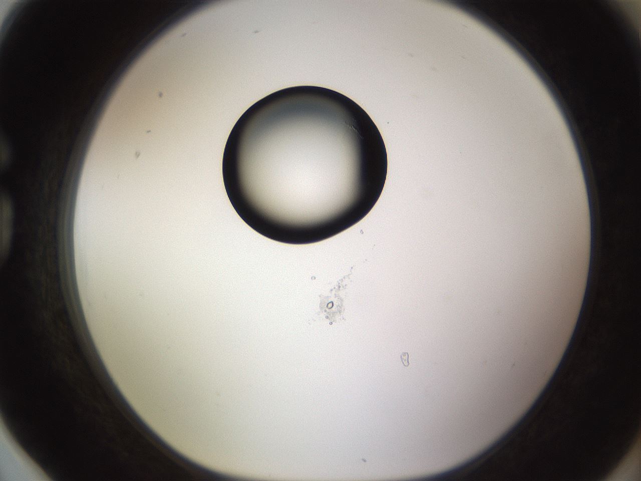folderID565_plateID1565_batchID6312_wellNum78_profileID1_d1_r102190_ef.jpg
