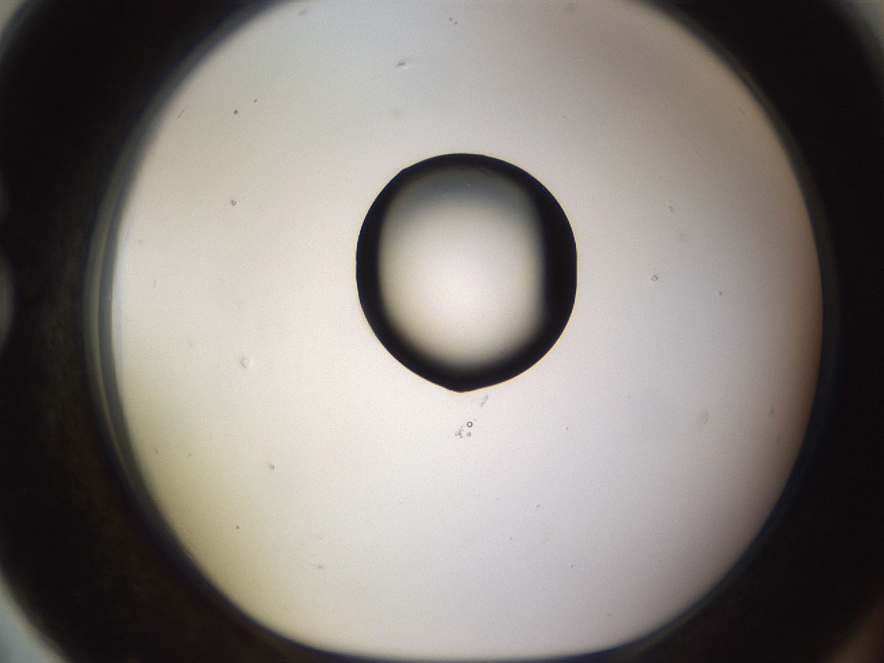 folderID565_plateID1565_batchID6312_wellNum79_profileID1_d1_r102192_ef.jpg