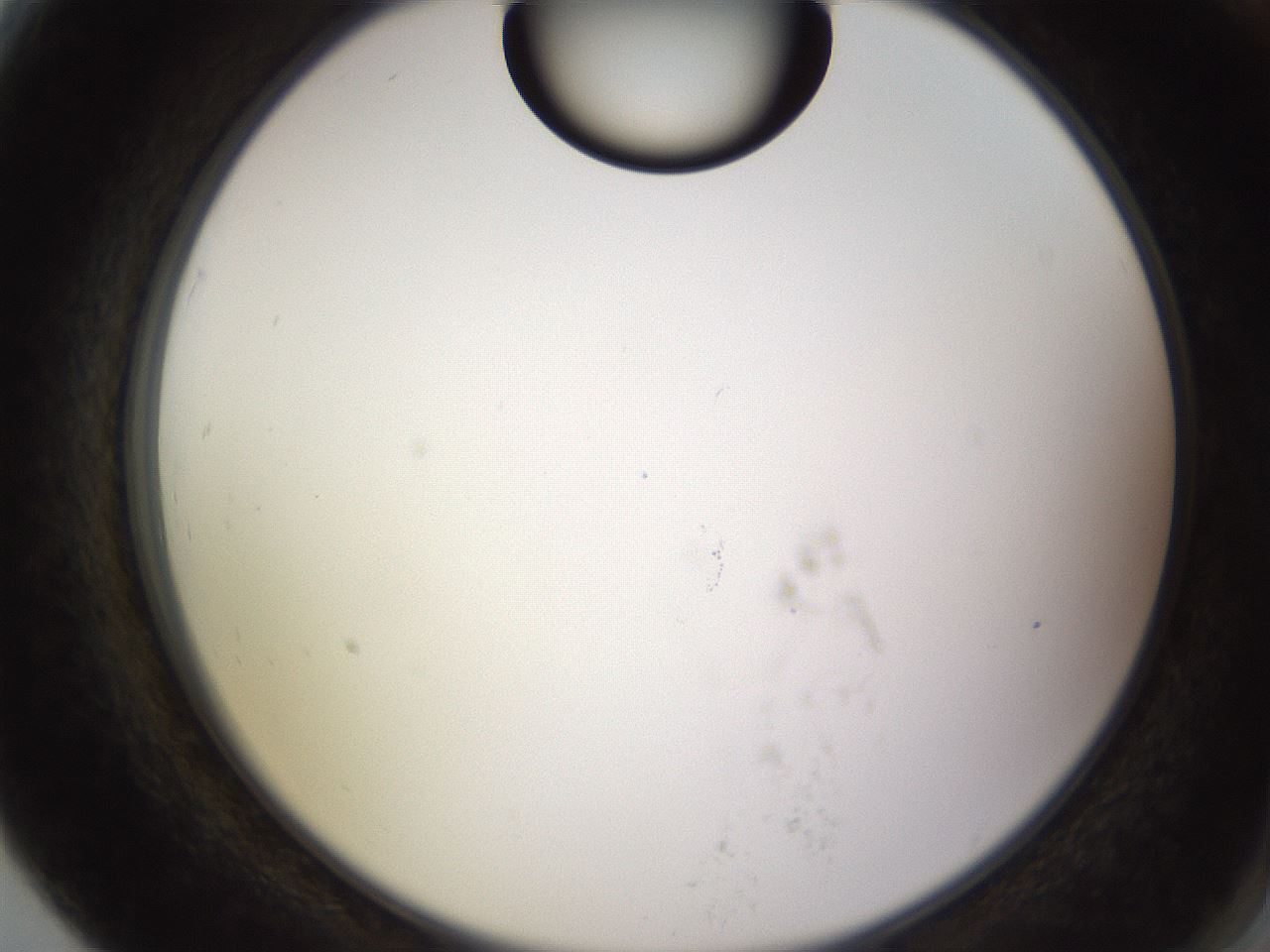 folderID565_plateID1565_batchID6312_wellNum79_profileID1_d2_r102193_ef.jpg