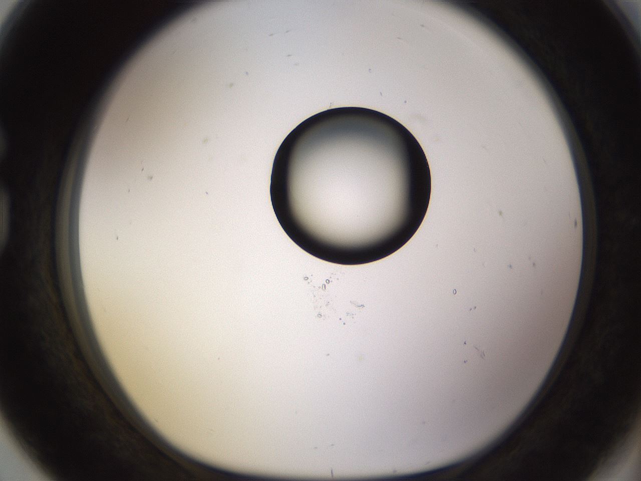 folderID565_plateID1565_batchID6312_wellNum80_profileID1_d1_r102194_ef.jpg