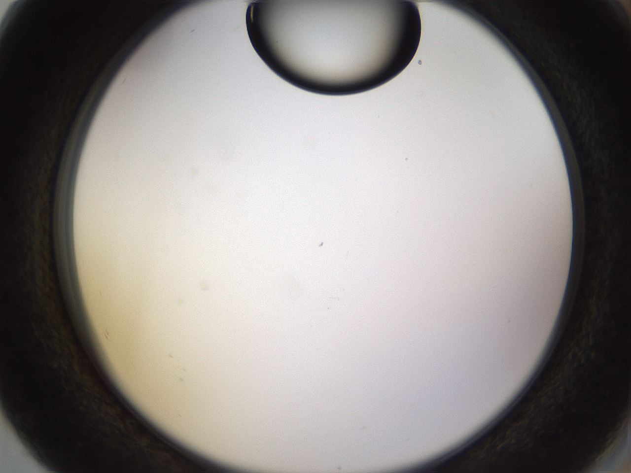 folderID565_plateID1565_batchID6312_wellNum80_profileID1_d2_r102195_ef.jpg