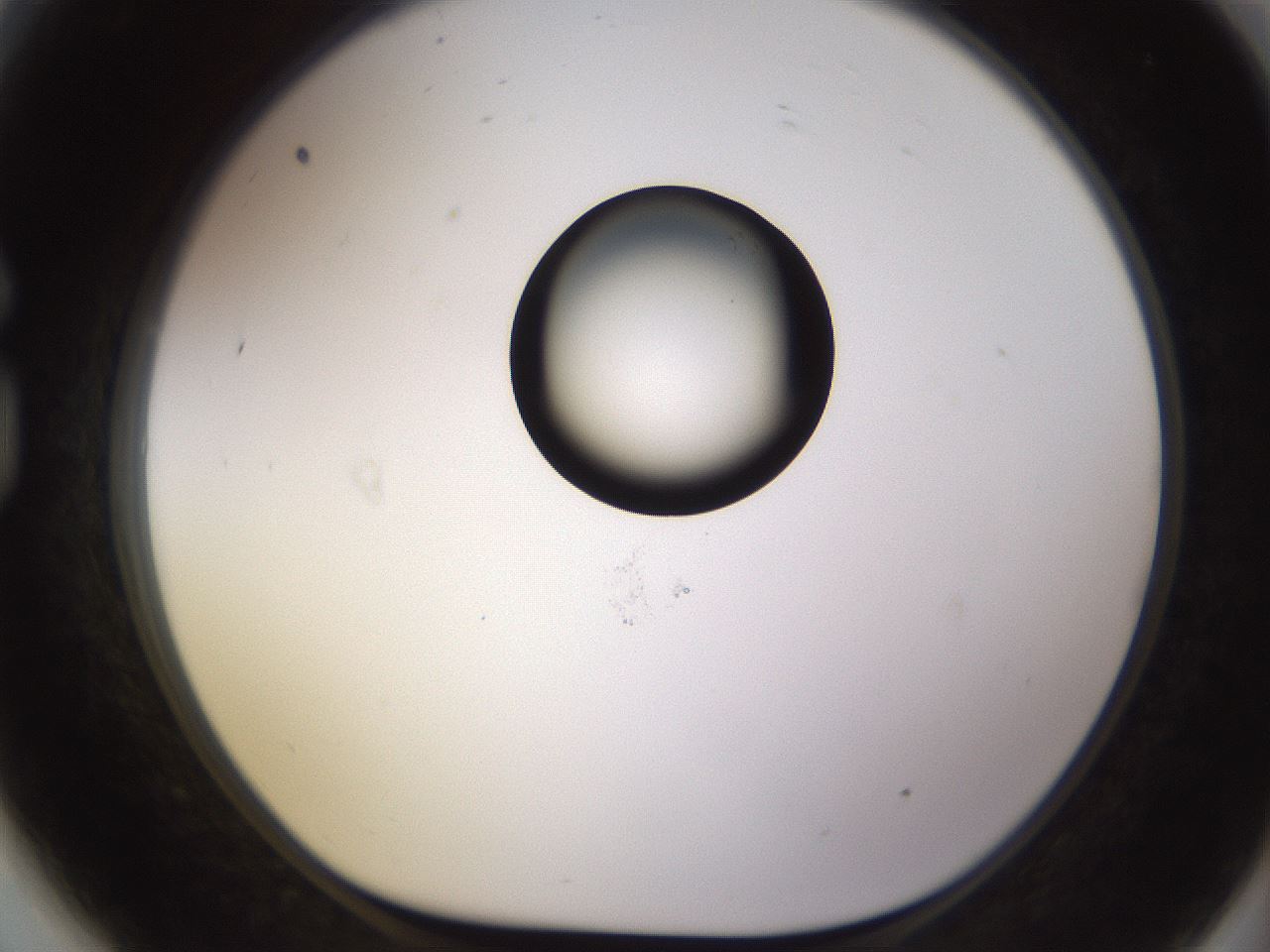 folderID565_plateID1565_batchID6312_wellNum81_profileID1_d1_r102196_ef.jpg