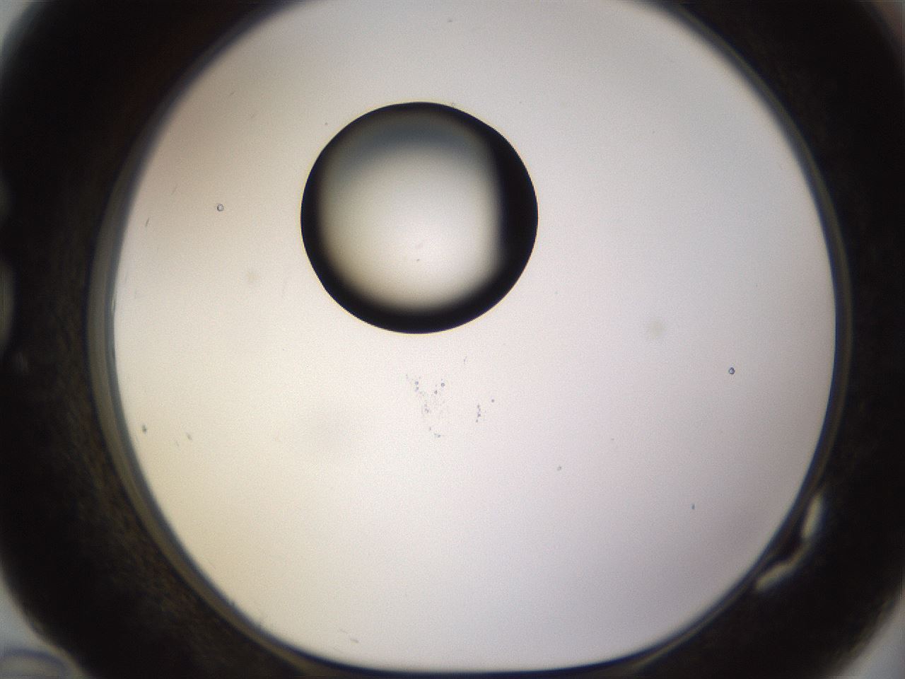 folderID565_plateID1565_batchID6312_wellNum82_profileID1_d1_r102198_ef.jpg