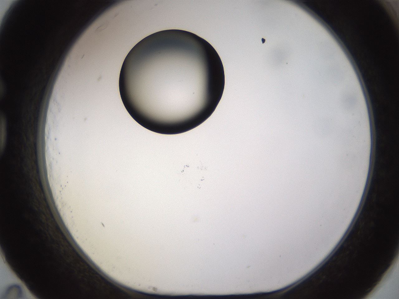 folderID565_plateID1565_batchID6312_wellNum83_profileID1_d1_r102200_ef.jpg