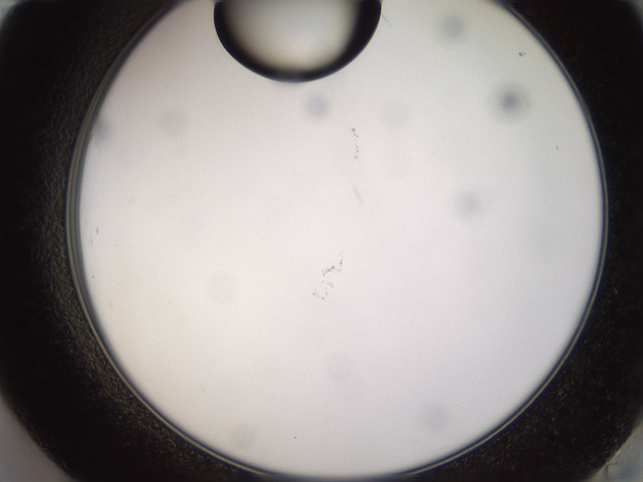 folderID565_plateID1565_batchID6312_wellNum84_profileID1_d2_r102203_ef.jpg