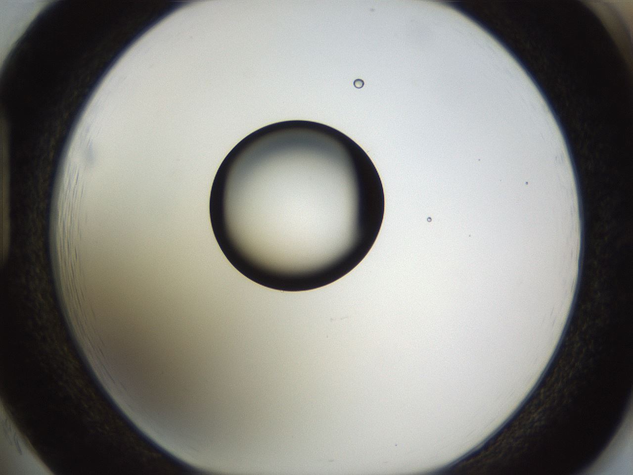 folderID565_plateID1565_batchID6312_wellNum85_profileID1_d1_r102204_ef.jpg