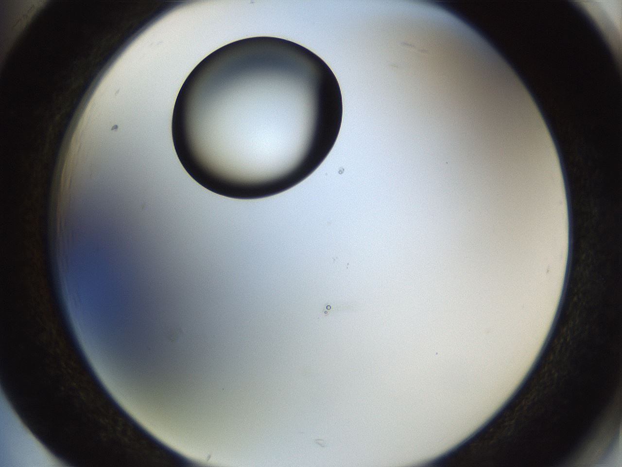 folderID565_plateID1565_batchID6312_wellNum85_profileID1_d2_r102205_ef.jpg
