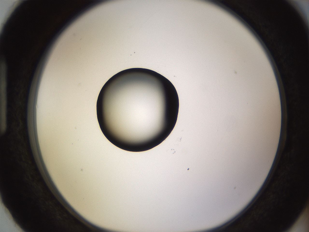 folderID565_plateID1565_batchID6312_wellNum87_profileID1_d1_r102208_ef.jpg