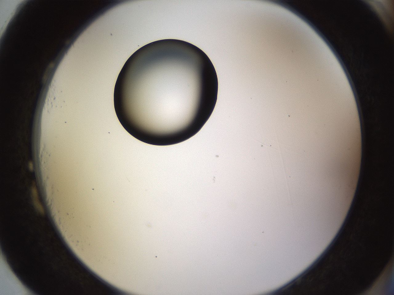 folderID565_plateID1565_batchID6312_wellNum87_profileID1_d2_r102209_ef.jpg
