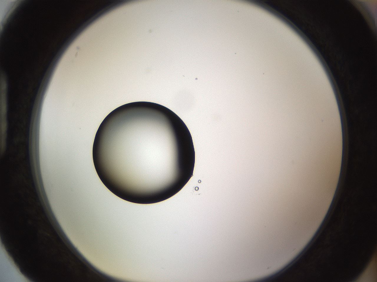 folderID565_plateID1565_batchID6312_wellNum88_profileID1_d1_r102210_ef.jpg