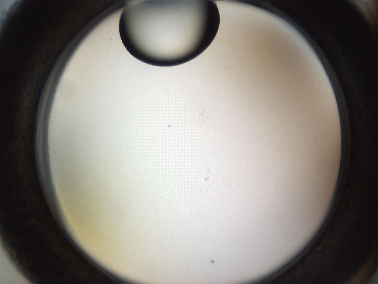 folderID565_plateID1565_batchID6312_wellNum89_profileID1_d2_r102213_ef.jpg