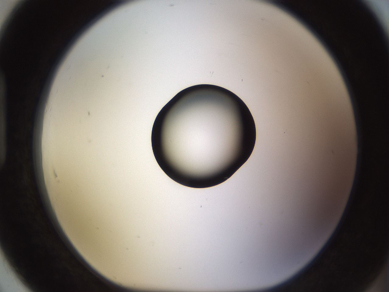 folderID565_plateID1565_batchID6312_wellNum91_profileID1_d1_r102216_ef.jpg