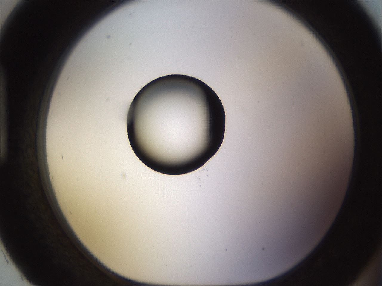 folderID565_plateID1565_batchID6312_wellNum93_profileID1_d1_r102220_ef.jpg