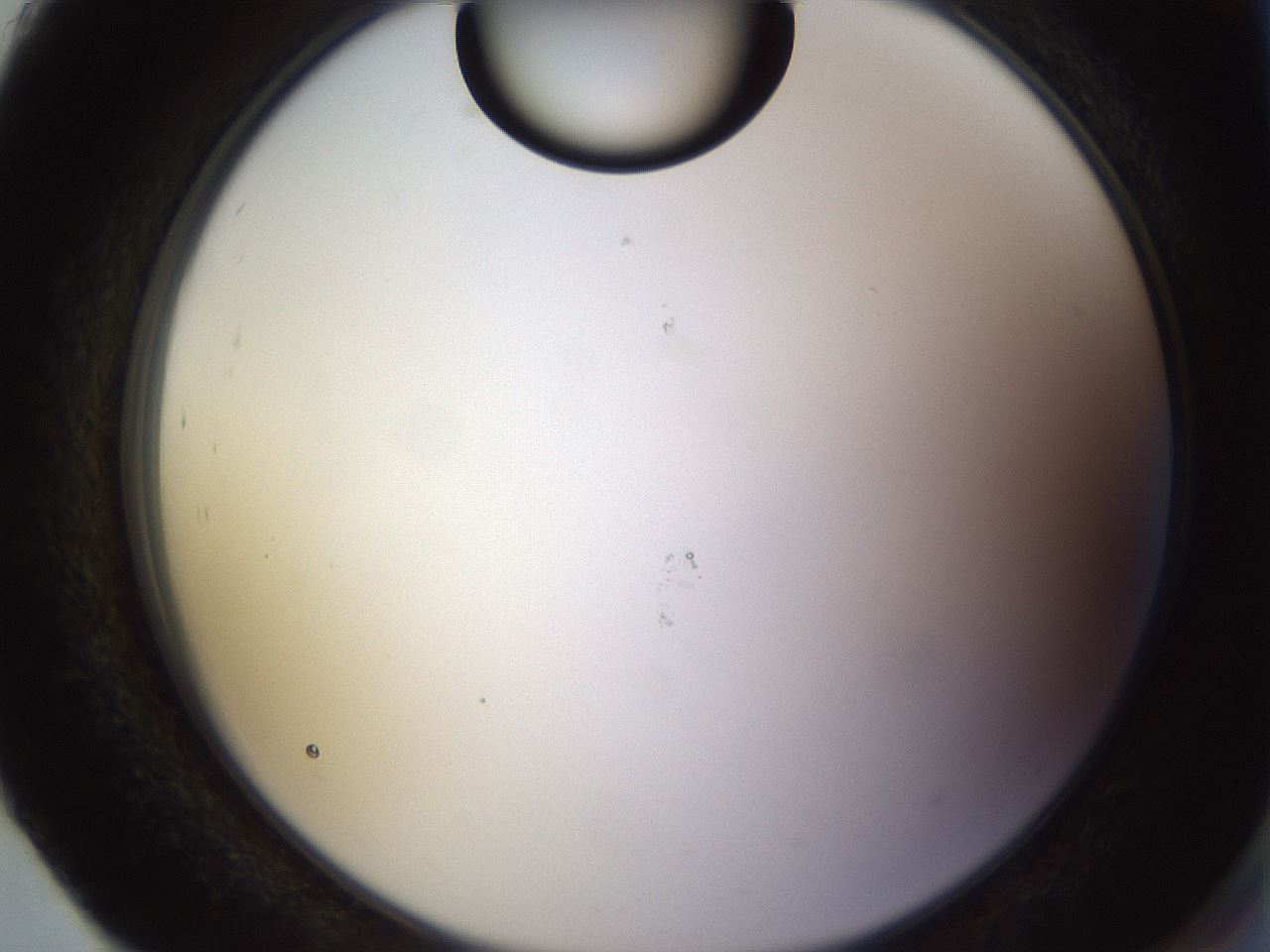 folderID565_plateID1565_batchID6312_wellNum93_profileID1_d2_r102221_ef.jpg