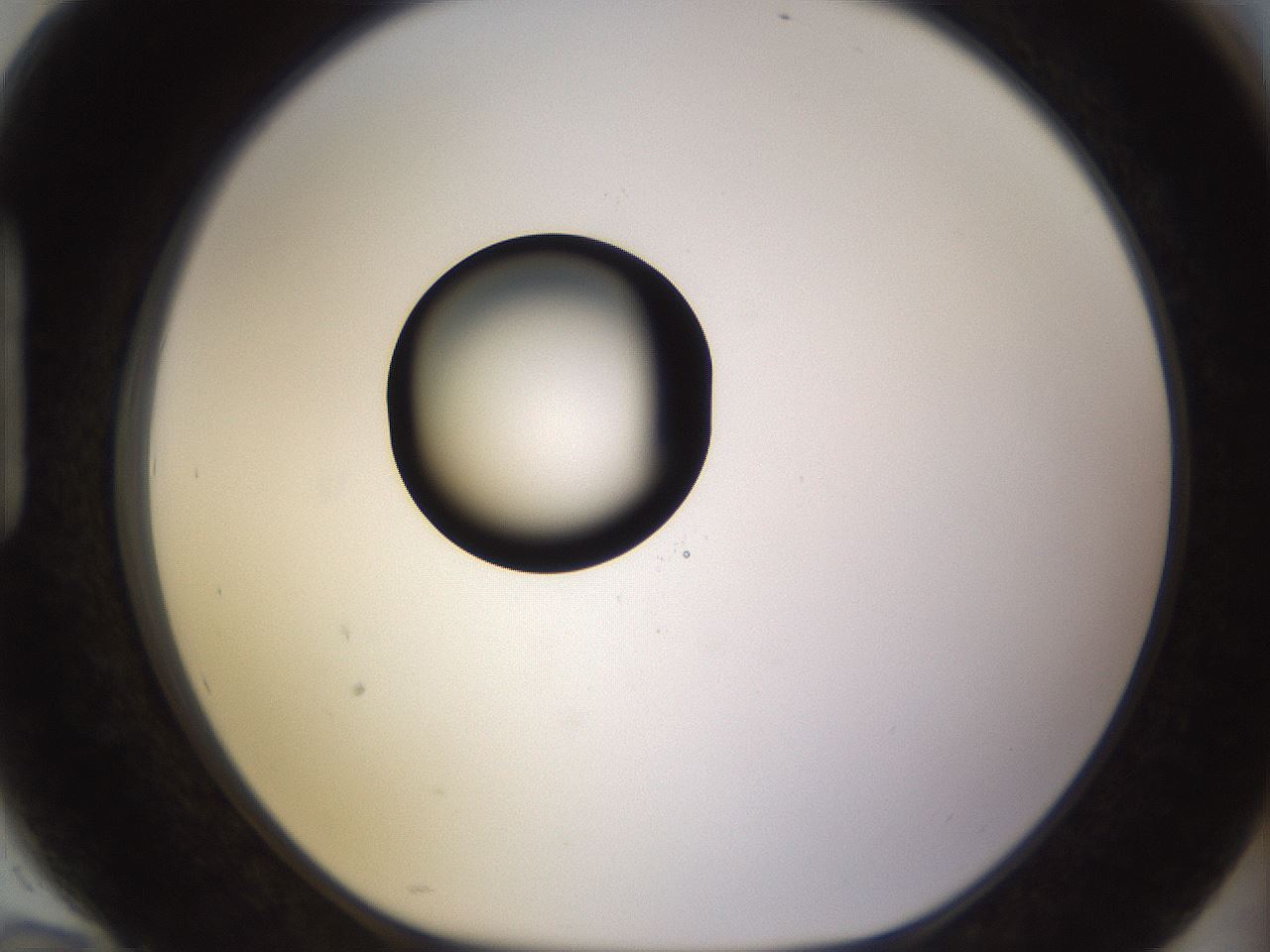 folderID565_plateID1565_batchID6312_wellNum94_profileID1_d1_r102222_ef.jpg