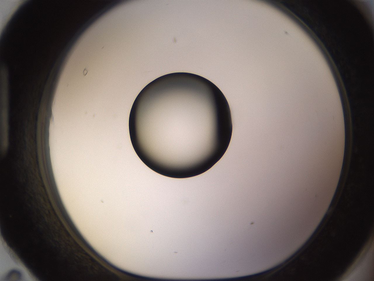 folderID565_plateID1565_batchID6312_wellNum95_profileID1_d1_r102224_ef.jpg