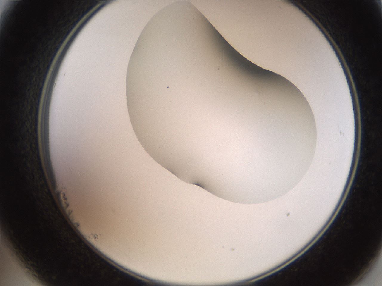 folderID565_plateID2565_batchID12848_wellNum23_profileID1_d2_r195871_ef.jpg