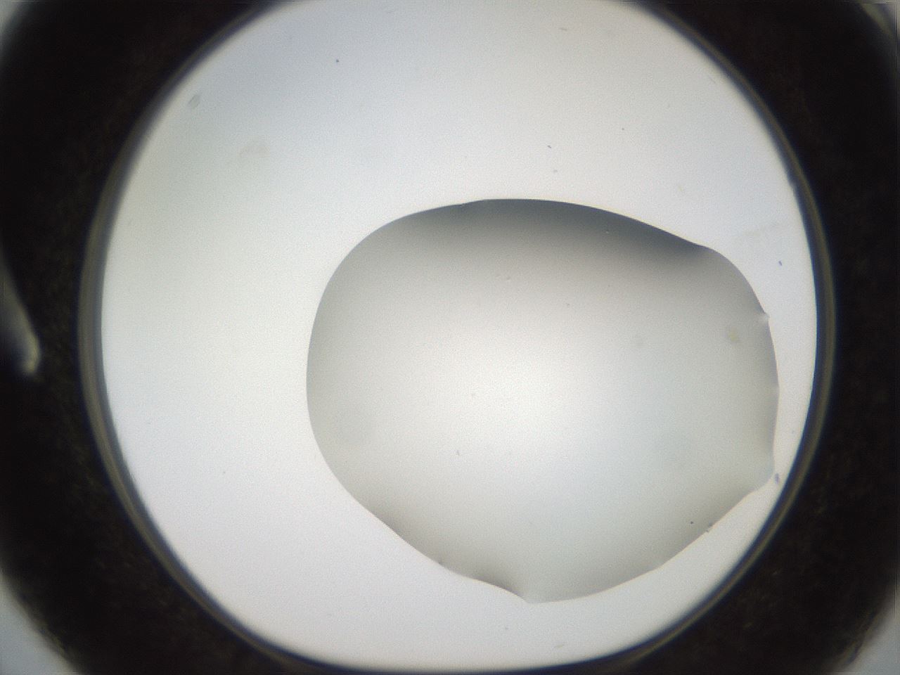 folderID565_plateID2565_batchID12848_wellNum3_profileID1_d1_r194987_ef.jpg