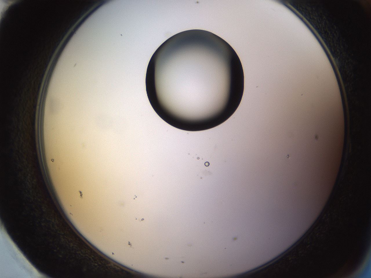 folderID565_plateID1565_batchID6312_wellNum95_profileID1_d2_r102225_ef.jpg