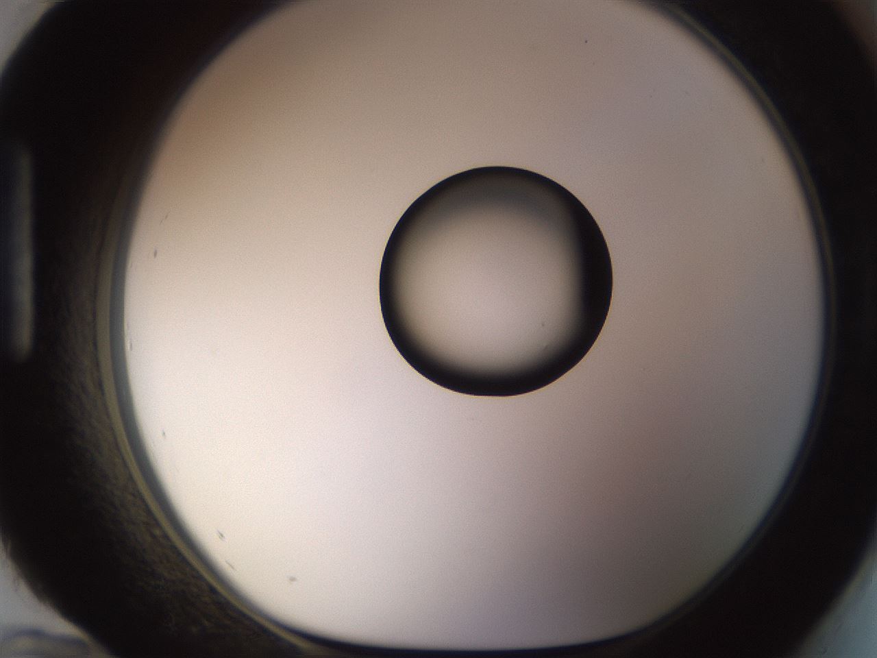 folderID565_plateID1565_batchID6312_wellNum96_profileID1_d1_r102226_ef.jpg