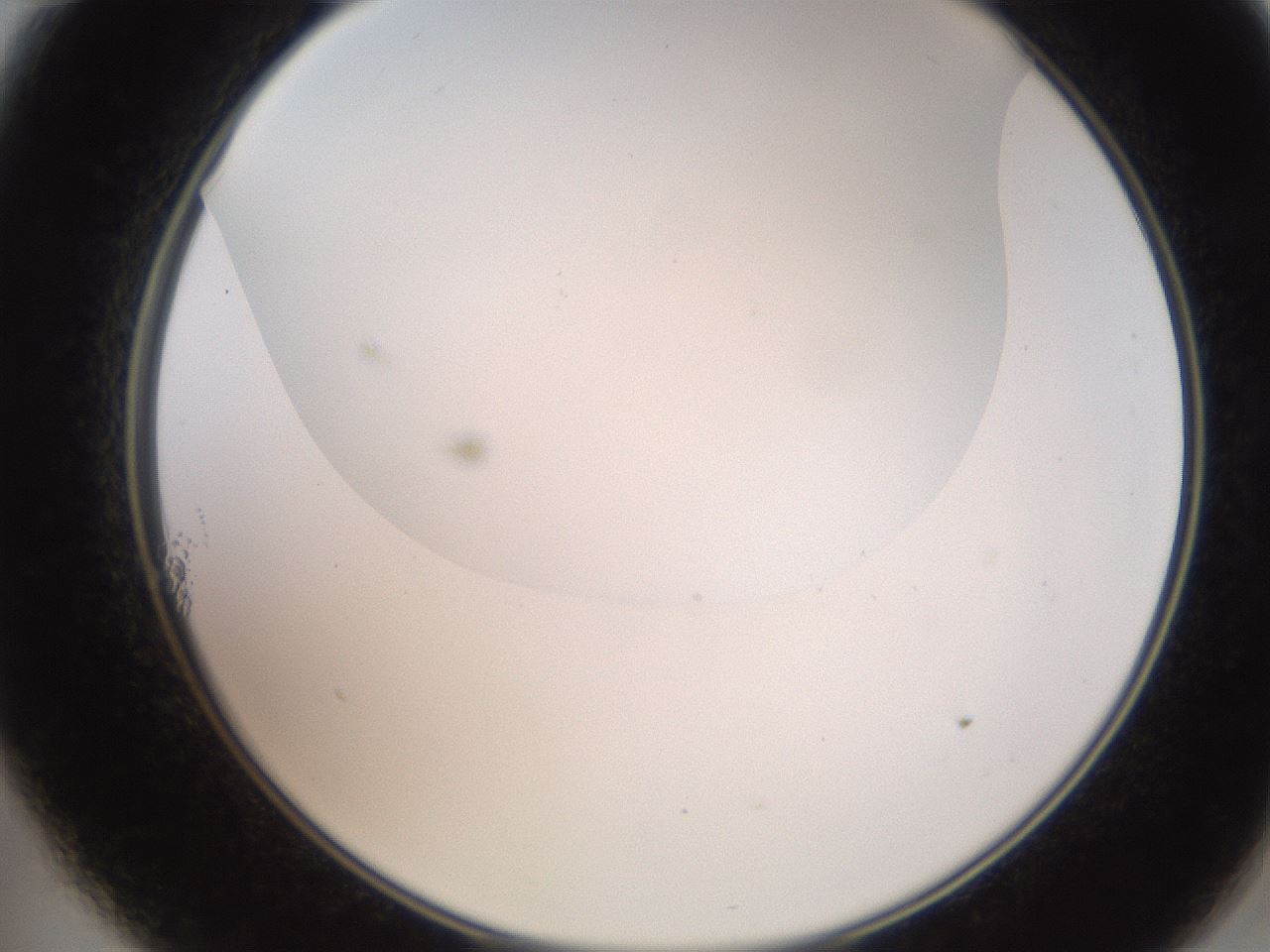 folderID565_plateID2565_batchID12848_wellNum11_profileID1_d2_r195859_ef.jpg