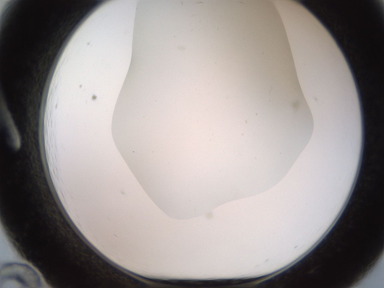 folderID565_plateID2565_batchID12848_wellNum12_profileID1_d1_r194996_ef.jpg