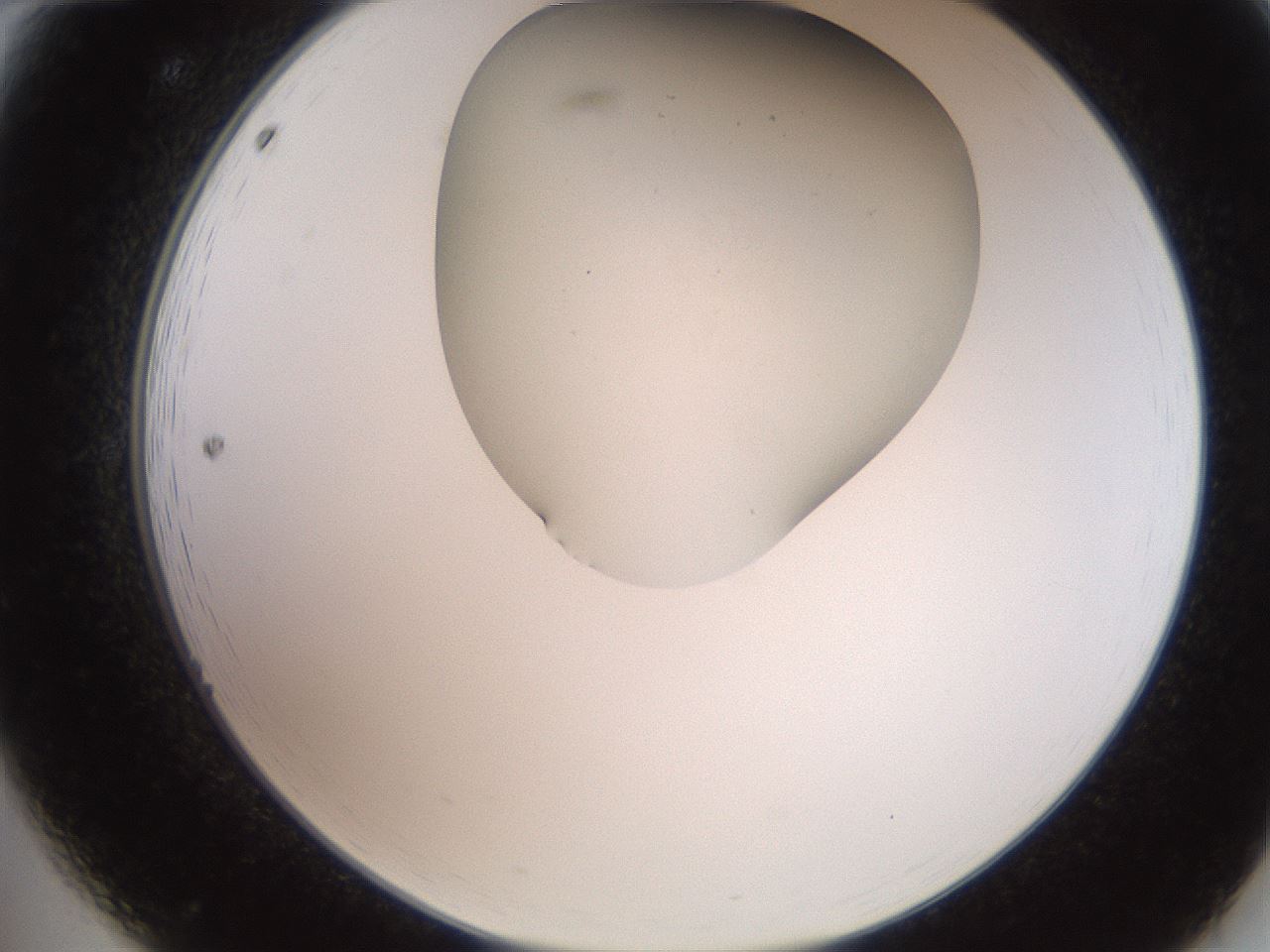 folderID565_plateID2565_batchID12848_wellNum12_profileID1_d2_r195860_ef.jpg