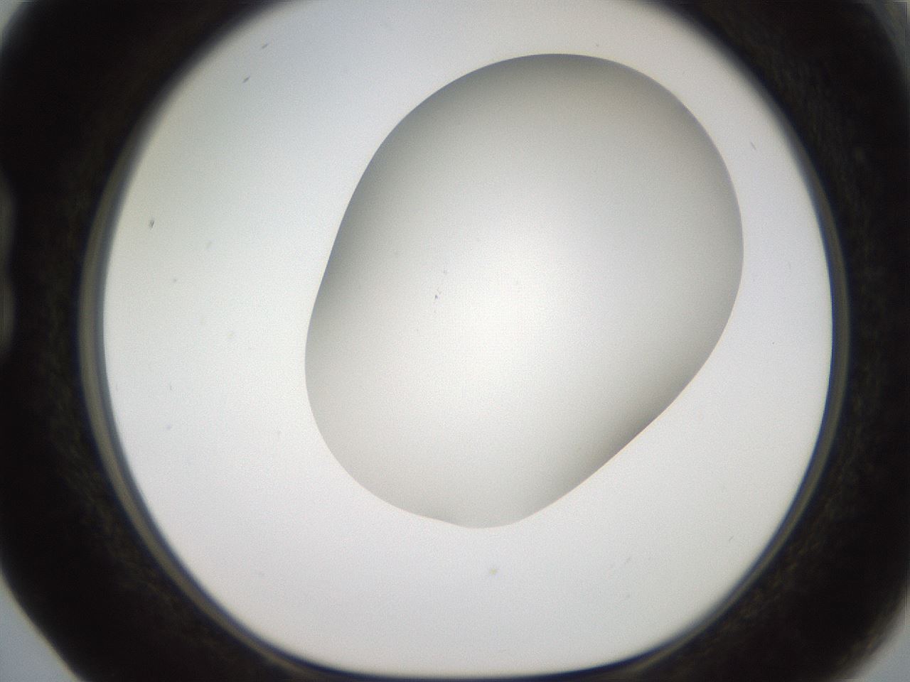folderID565_plateID2565_batchID12848_wellNum17_profileID1_d1_r195001_ef.jpg