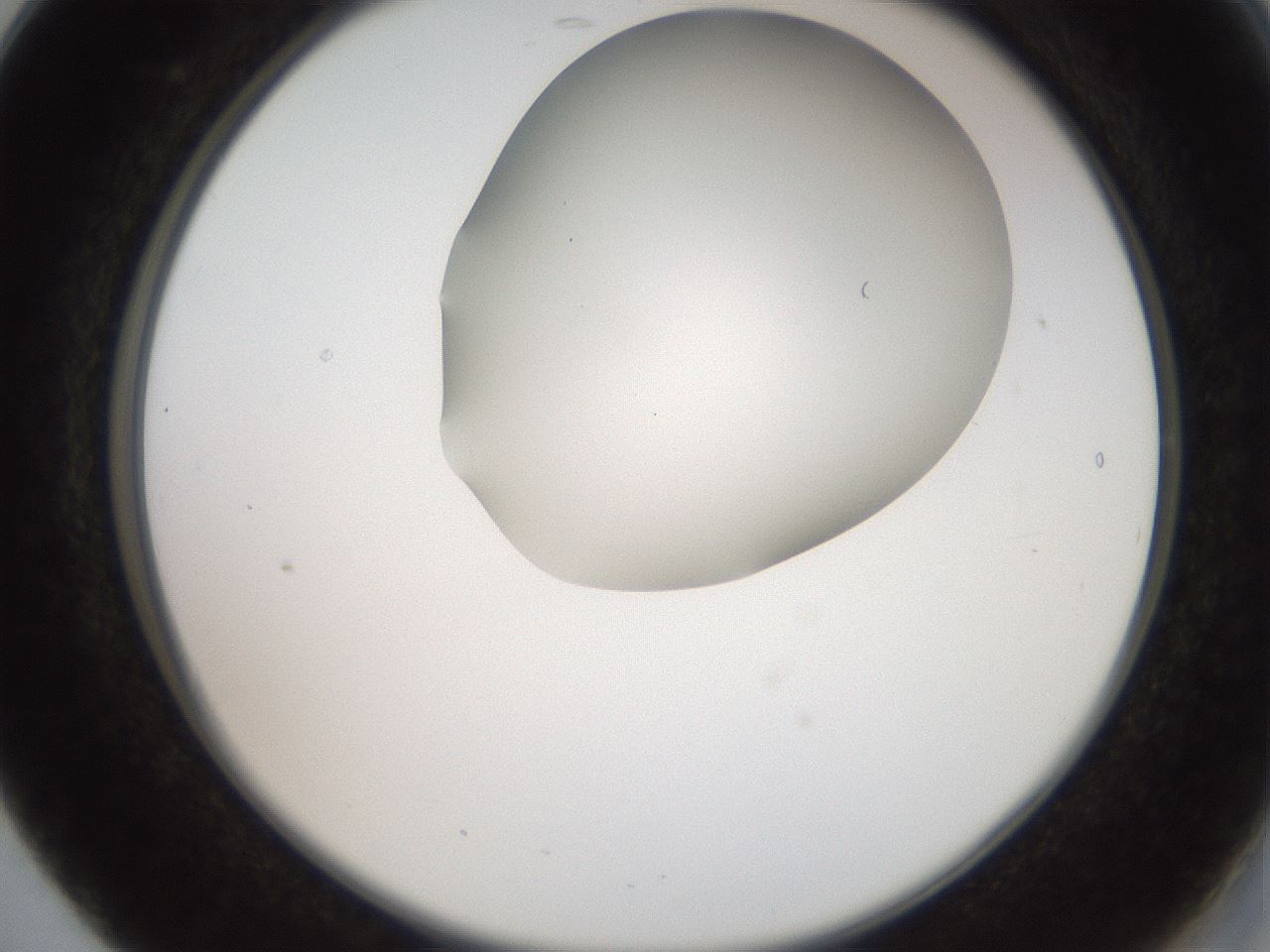 folderID565_plateID2565_batchID12848_wellNum17_profileID1_d2_r195865_ef.jpg