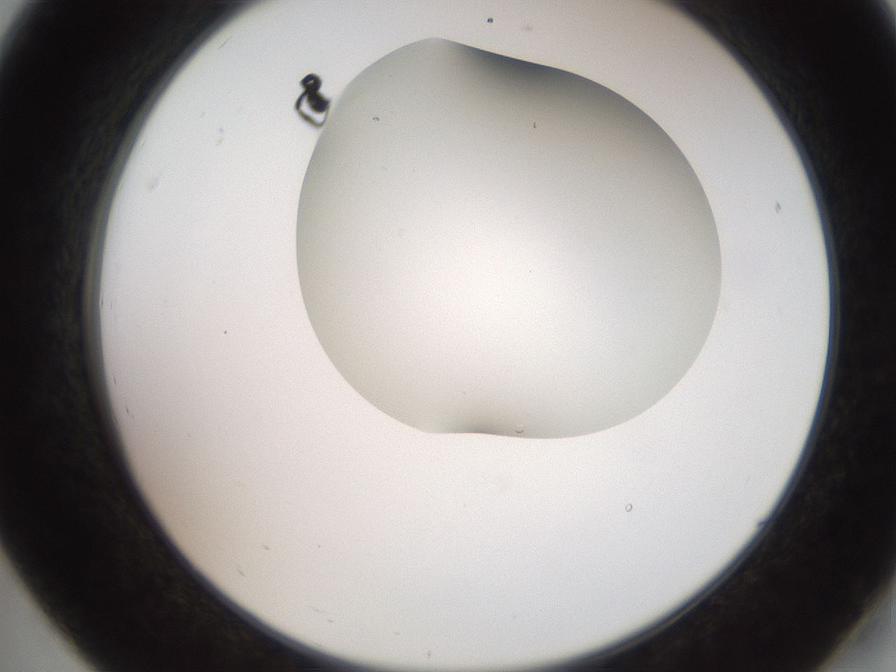 folderID565_plateID2565_batchID12848_wellNum19_profileID1_d2_r195867_ef.jpg