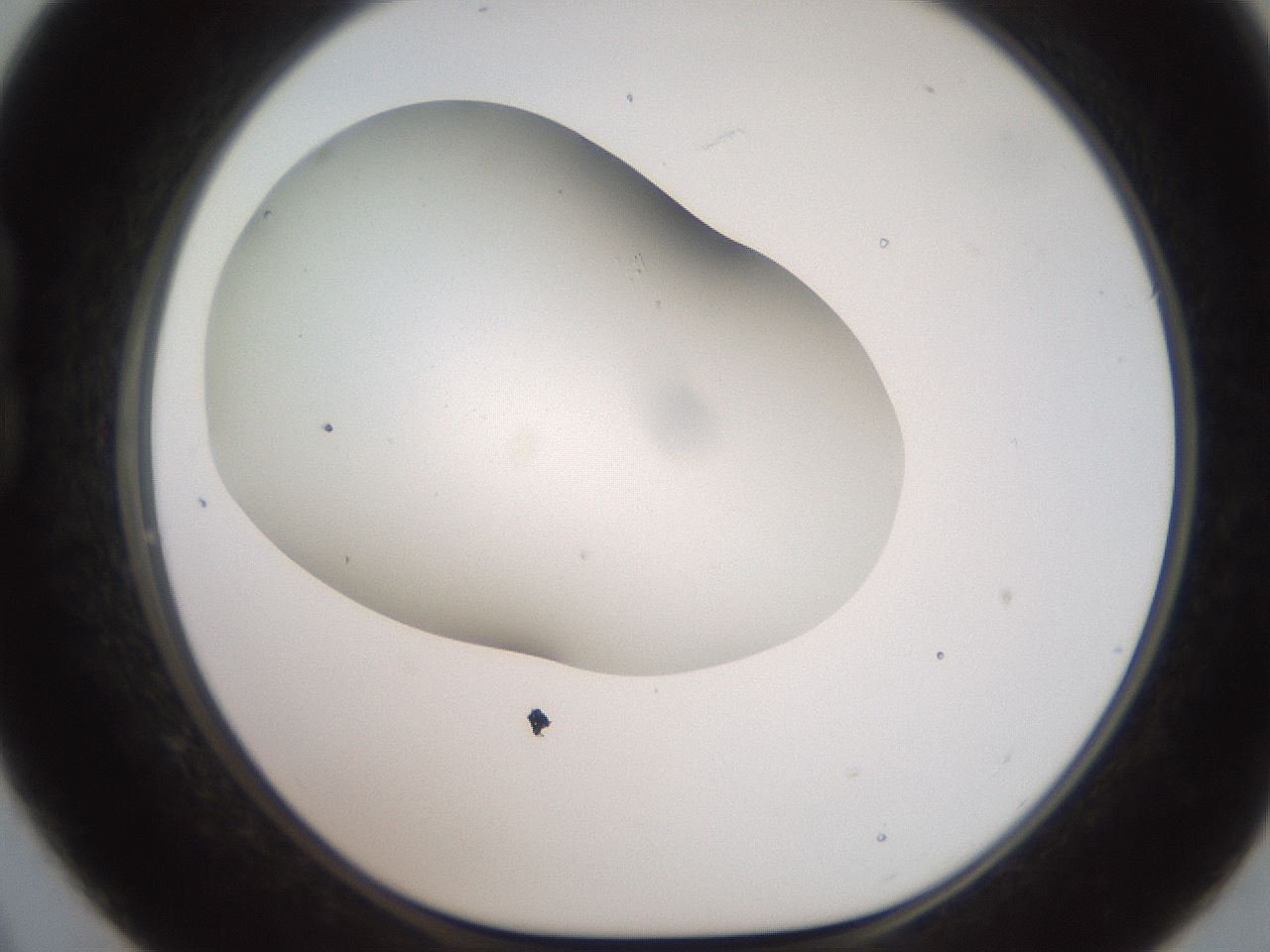 folderID565_plateID2565_batchID12848_wellNum21_profileID1_d1_r195005_ef.jpg