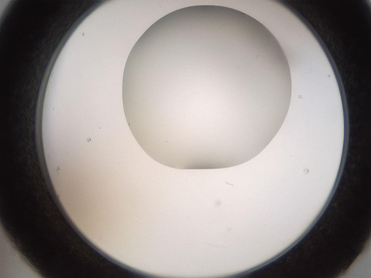 folderID565_plateID2565_batchID12848_wellNum21_profileID1_d2_r195869_ef.jpg
