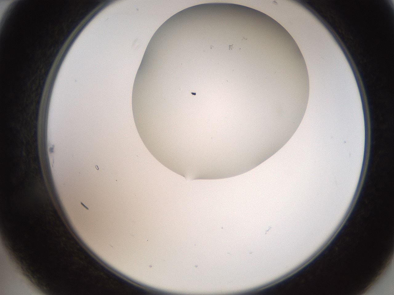 folderID565_plateID2565_batchID12848_wellNum22_profileID1_d2_r195870_ef.jpg
