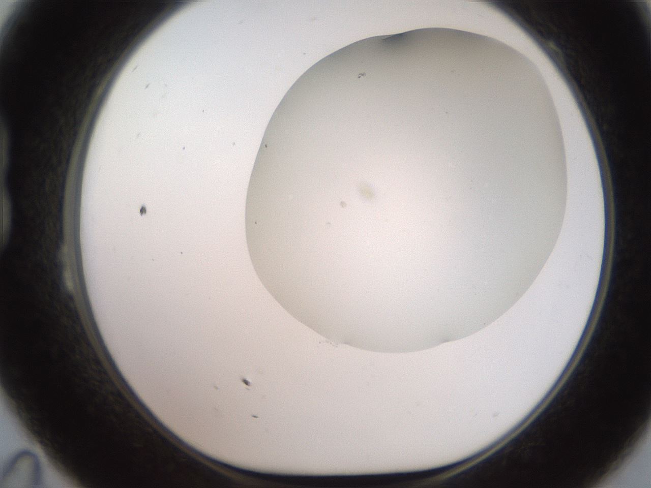 folderID565_plateID2565_batchID12848_wellNum23_profileID1_d1_r195007_ef.jpg