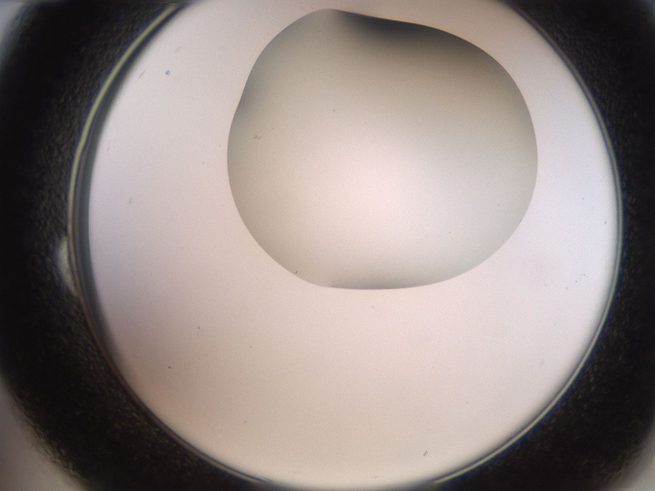 folderID565_plateID2565_batchID12848_wellNum24_profileID1_d2_r195872_ef.jpg
