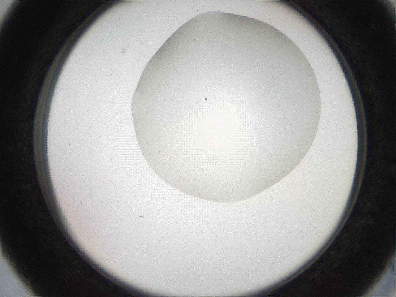 folderID565_plateID2565_batchID12848_wellNum27_profileID1_d2_r195875_ef.jpg