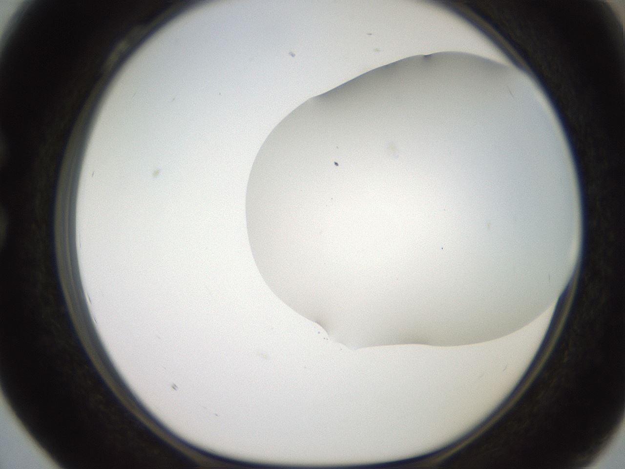 folderID565_plateID2565_batchID12848_wellNum28_profileID1_d1_r195012_ef.jpg