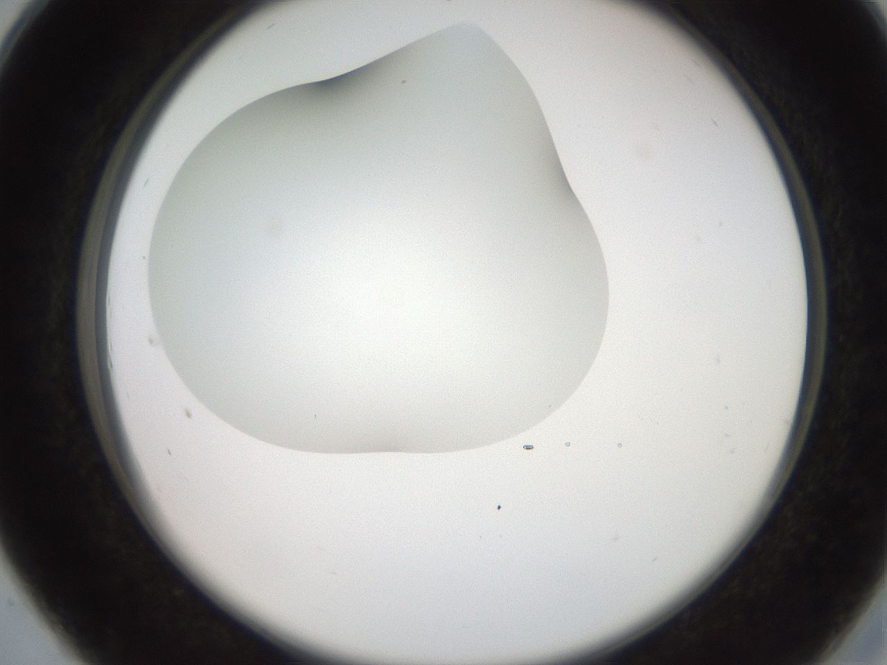 folderID565_plateID2565_batchID12848_wellNum28_profileID1_d2_r195876_ef.jpg