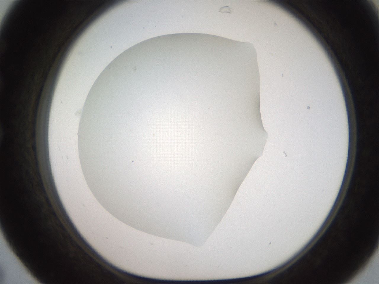 folderID565_plateID2565_batchID12848_wellNum31_profileID1_d1_r195015_ef.jpg