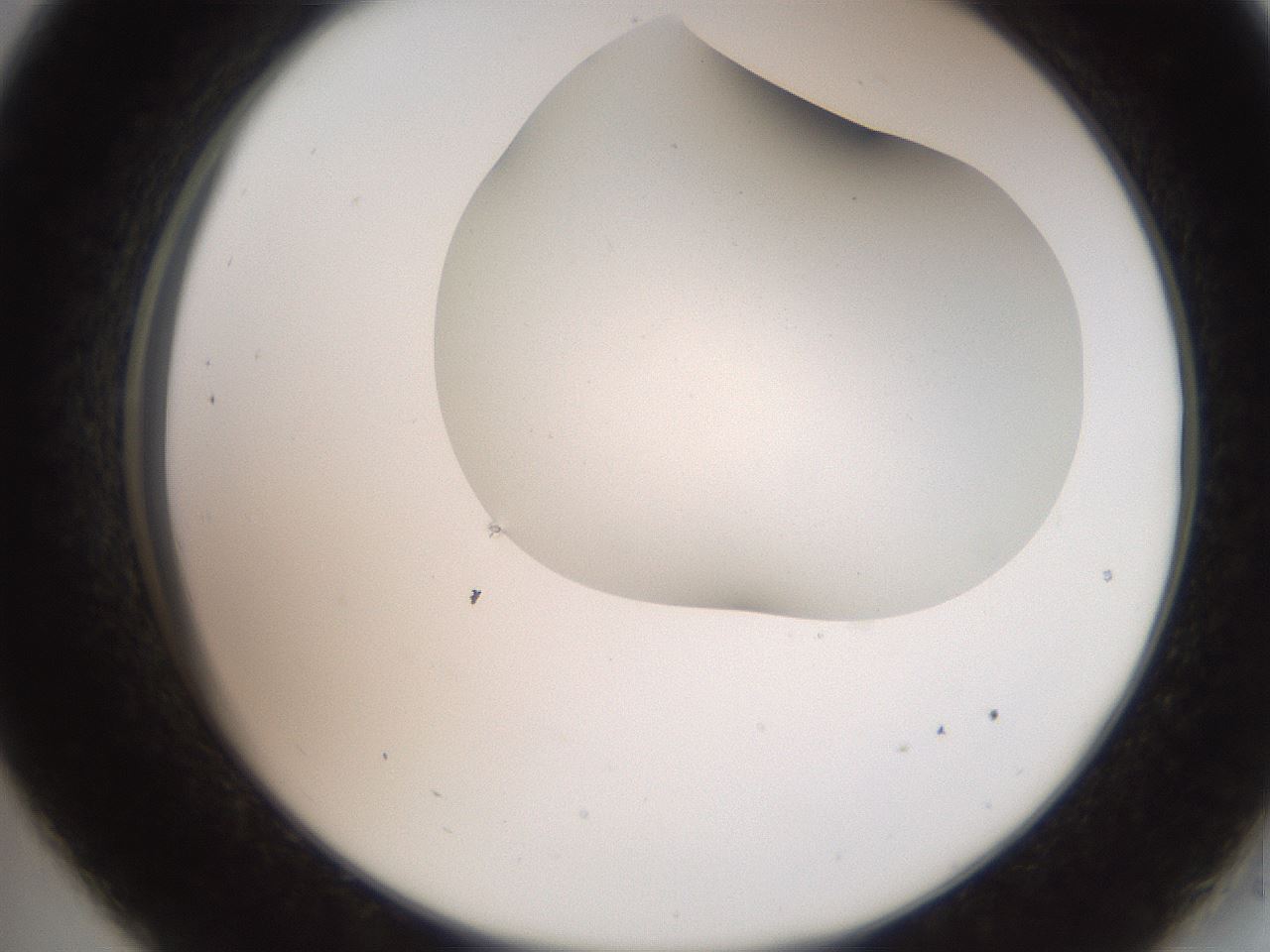 folderID565_plateID2565_batchID12848_wellNum33_profileID1_d2_r195881_ef.jpg