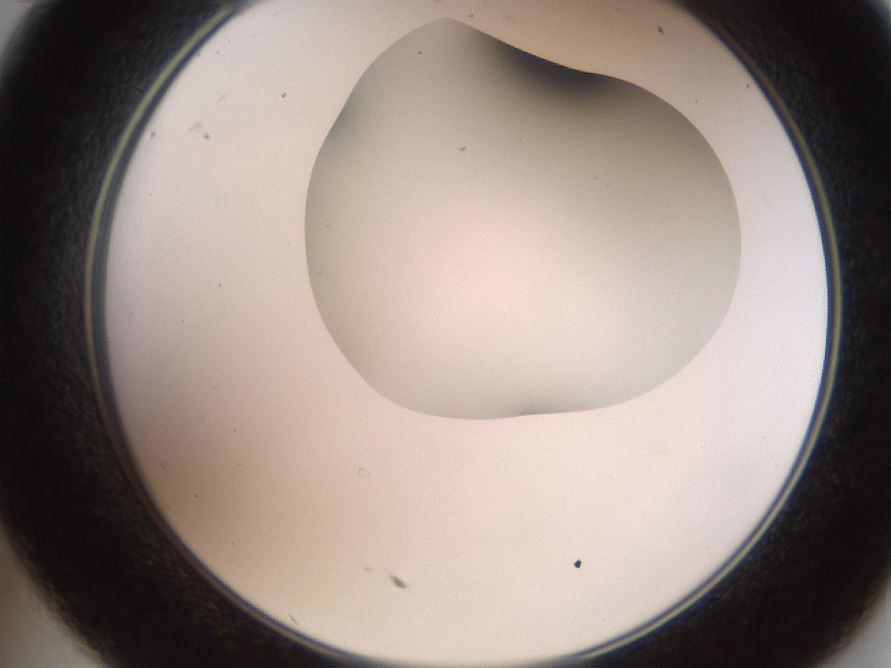 folderID565_plateID2565_batchID12848_wellNum35_profileID1_d2_r195883_ef.jpg