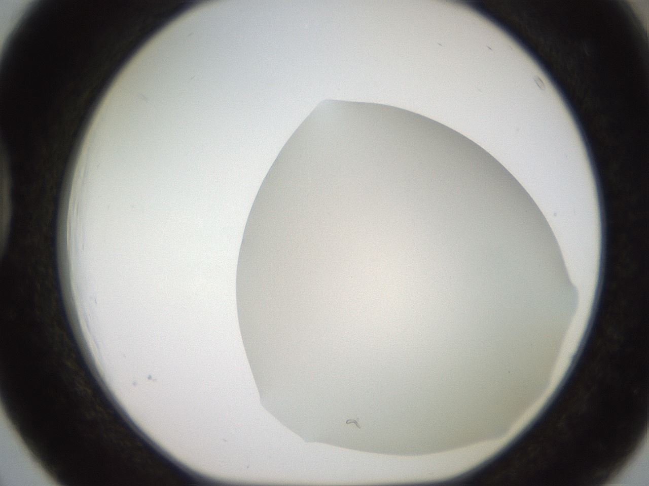 folderID565_plateID2565_batchID12848_wellNum39_profileID1_d1_r195023_ef.jpg
