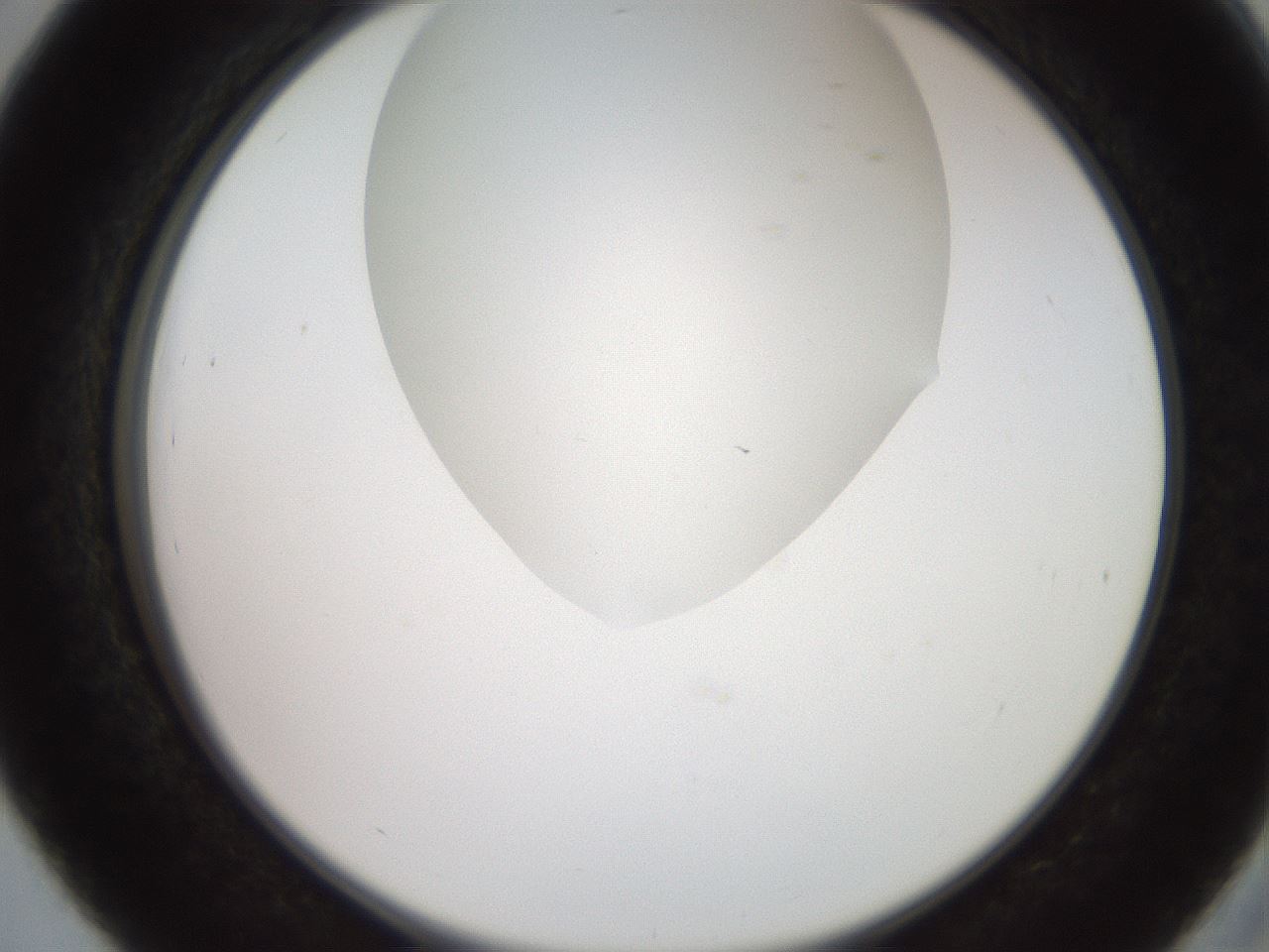 folderID565_plateID2565_batchID12848_wellNum39_profileID1_d2_r195887_ef.jpg
