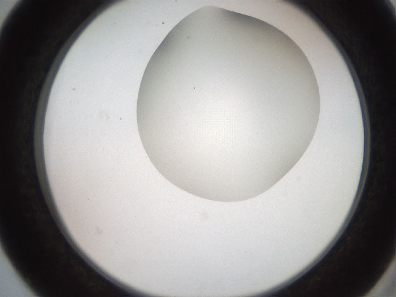 folderID565_plateID2565_batchID12848_wellNum40_profileID1_d2_r195888_ef.jpg